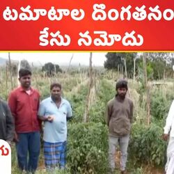 Tomatoes worth