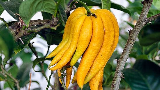 Buddha's Hand Fruit Benefits: 