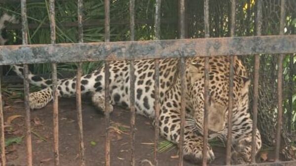 Tirumala Leopard: తిరుమల నడక దారిలో బోనుకు చిక్కిన మరో చిరుత