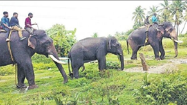 Elephant Caught: చిత్తూరులో బీభత్సం సృష్టించిన ఏనుగు చిక్కింది..
