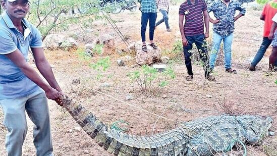 అమరచింతలో స్థానికులు బంధించిన మొసలి