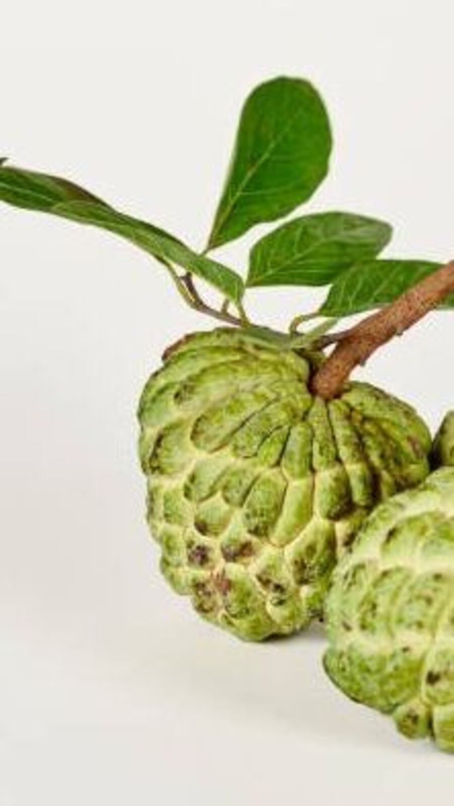 షుగర్ పేషెంట్స్ సీతాఫలం తినొచ్చా..?