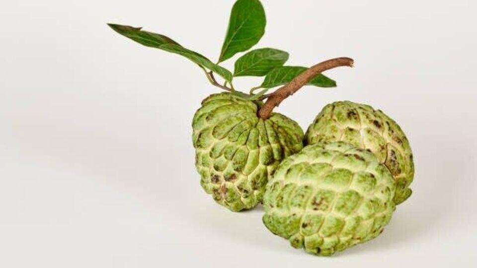 షుగర్ పేషెంట్స్ సీతాఫలం తినొచ్చా..?can diabetic patients eat custard