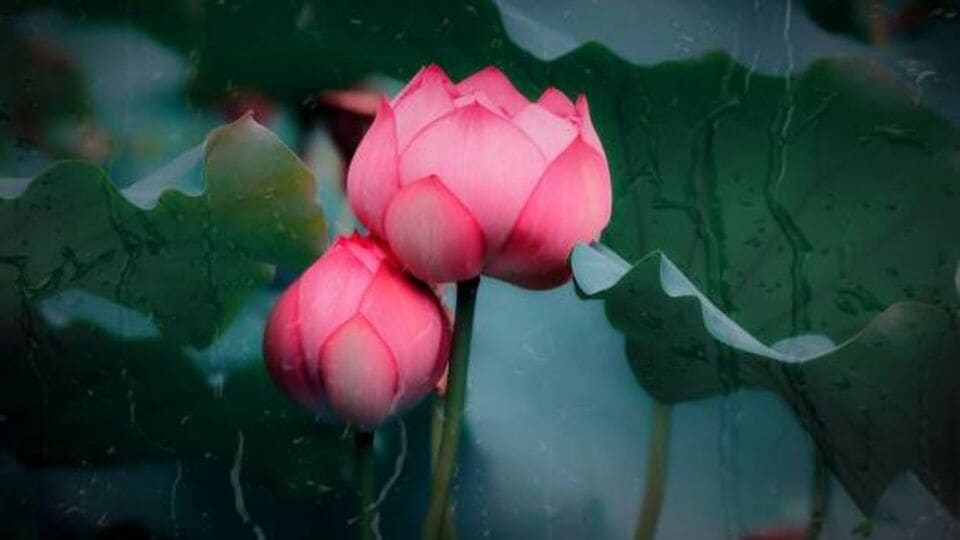 Lotus Health Benefits తామర పువ్వుతో ఆరోగ్య ప్రయోజనాలు తెలిస్తే