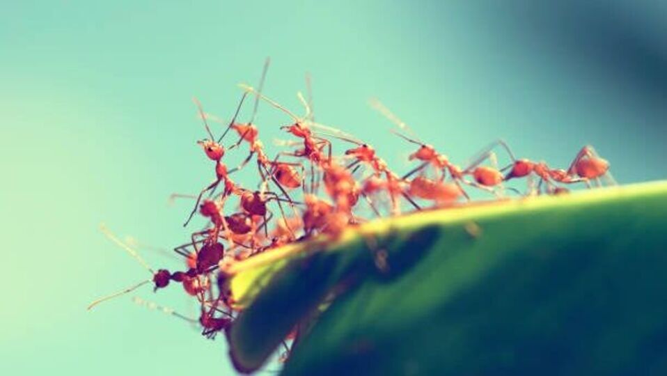 red-ants-prevention