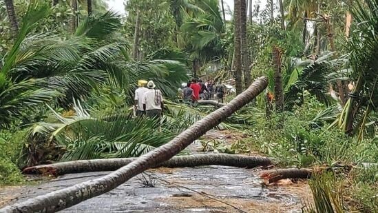 పశ్చిమ గోదావరి జిల్లాలో మిచౌంగ్ తుపాను కల్లోలం సృష్టించింది. ఫలితంగా పెద్ద ఎత్తున కొబ్బరితోటలు కూలిపోయాయి. <p>పశ్చిమ గోదావరి జిల్లాలో మిచౌంగ్ తుపాను కల్లోలం సృష్టించింది. ఫలితంగా పెద్ద ఎత్తున కొబ్బరితోటలు కూలిపోయాయి. </p>