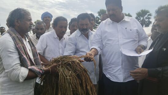 తడిచిన ధాన్యం పరిశీలిస్తున్న మంత్రి కారుమూరి