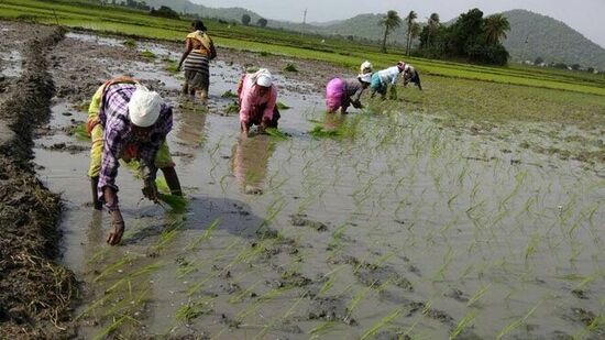 తెలంగాణలో వరి సాగు