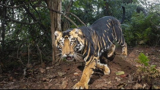 ఒడిశాలో కనిపించిన అరుదైన నల్ల పులి