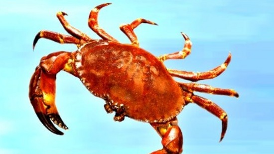 కర్కాటకం: మీ ఆరవ ఇంట్లో బుధుడు తిరోగమనంలో ఉన్నాడు. వివిధ సమస్యలకు అధిక అవకాశం ఉంది. ఆత్మవిశ్వాసం, ధైర్యం తగ్గే పరిస్థితి ఉంటుంది. తోటివారితో సమస్యలు వచ్చే అవకాశం ఉంది. ఇతరులతో మాట్లాడేటప్పుడు జాగ్రత్తగా ఉండండి. కర్కాటకం: మీ ఆరవ ఇంట్లో బుధుడు తిరోగమనంలో ఉన్నాడు. వివిధ సమస్యలకు అధిక అవకాశం ఉంది. ఆత్మవిశ్వాసం, ధైర్యం తగ్గే పరిస్థితి ఉంటుంది. తోటివారితో సమస్యలు వచ్చే అవకాశం ఉంది. ఇతరులతో మాట్లాడేటప్పుడు జాగ్రత్తగా ఉండండి.