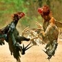 కోడి పందాలు కోడి పందాలు