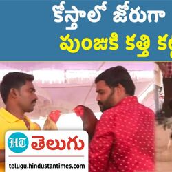 rooster fights