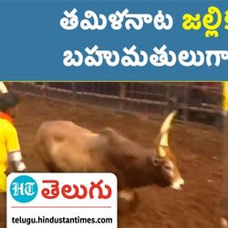 jallikattu