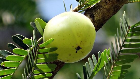 ఉసిరి : ఉసిరిని సర్వరోగ నివారిణి అంటారు. ఇది జుట్టు రాలడాన్ని కూడా నివారిస్తుందని మీకు తెలుసా? ఇందులో విటమిన్ సి పుష్కలంగా ఉంటుంది. జుట్టు మూలాలను బలంగా చేయడానికి ప్రత్యామ్నాయంగా పనికొస్తుంది. ఇందులోని యాంటీఆక్సిడెంట్, యాంటీ బ్యాక్టీరియల్ లక్షణాలు చుండ్రును నివారించడంలో కూడా పని చేస్తాయి. ఉసిరికాయను క్రమం తప్పకుండా తినండి. దీని రసాన్ని తలకు కూడా పట్టించాలి.