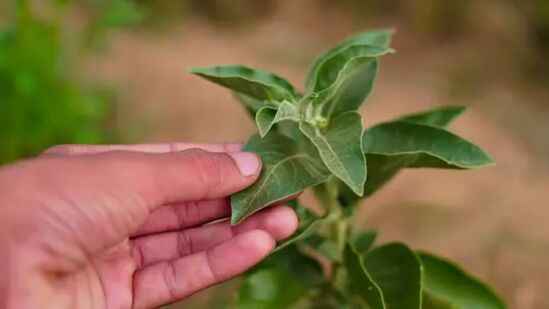 అశ్వగంధను అడాప్టోజెన్ అని కూడా పిలుస్తారు, ఇది ఒత్తిడితో కూడిన పరిస్థితులు మరియు ఆత్రుత ఆలోచనలను ఎదుర్కోవటానికి శరీరానికి సహాయపడుతుంది.&nbsp;