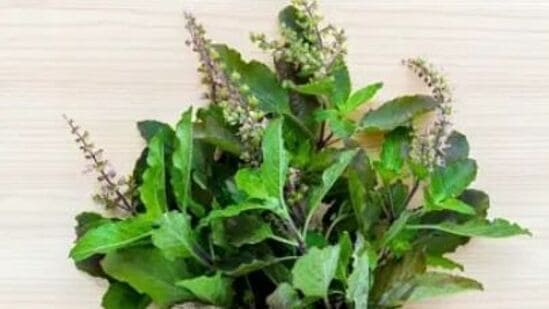 తులసి కార్టిసాల్ స్థాయిలను తగ్గించడం ద్వారా ఒత్తిడికి అనుగుణంగా శరీరానికి సహాయపడే అడాప్టోజెన్.