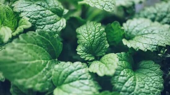 నిమ్మకాయ ఔషధ తైలం అనేది పూదీనా జాతికి చెందిన మొక్క. ఒత్తిడిని తగ్గించడానికి మరియు శరీరం మరియు మనస్సును విశ్రాంతి తీసుకోవడానికి సహాయపడుతుంది.&nbsp;