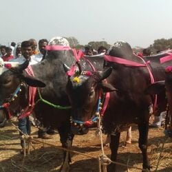 <p>మెదక్ జిలాల్లోని అతి పెద్ద పశువుల ప్రదర్శనకు రైతులు తీసుకొచ్చిన రంగు రంగుల ఎద్దులు &nbsp; &nbsp; &nbsp;</p>