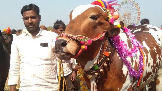 సంగారెడ్డి జిల్లాలోని న్యాల్కల్ పీర్ గైబ్ సాహెబ్ ఉత్సవాల్లో నిర్వహించిన పశువుల జాతరలో రూ.1.65 లక్షలకు &nbsp;ఎద్దును కొనుగోలు చేసిన కోహిర్ చెందిన రైతు మొహమ్మద్ మోహిన్.&nbsp;