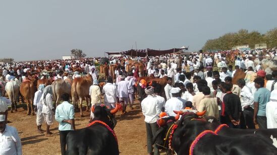 పశువులతో కోలాహలంగా జాతర జరుగుతున్న ప్రదేశం