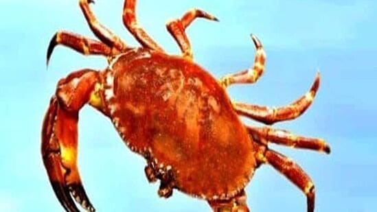 కర్కాటకం: రాహువు, బుధ కలయిక మీ ఆర్థిక పరిస్థితిని మెరుగుపరచడానికి మీకు మంచి అవకాశాలను ఇస్తుంది. ప్రభుత్వ ఉద్యోగంలో లాభం. విద్యార్థులు ఉన్నత విద్యారంగంలో విదేశీ కళాశాలల్లో ప్రవేశం పొందే అవకాశం ఉంటుంది. పరిశ్రమలు, వ్యాపారాలు అనుకూలంగా ఉంటాయి. మీరు ఏ వ్యాపారం చేసినా దాని నుండి మంచి లాభం పొందవచ్చు. &nbsp;శారీరక ఆరోగ్యం మెరుగుపడుతుంది.