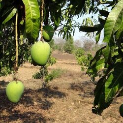 <p>వాస్తు శాస్త్రం ప్రకారం మామిడి చెట్టును ఇంట్లో పెంచడం వల్ల ఎన్నో లాభాలు కలుగుతాయి. మామిడి చెట్టును ఎక్కడ పడితే అక్కడ నాటకూడదు. &nbsp;వాస్తు ప్రకారం నాటితే ఇంటికి శుభం కలుగుతుంది.</p>