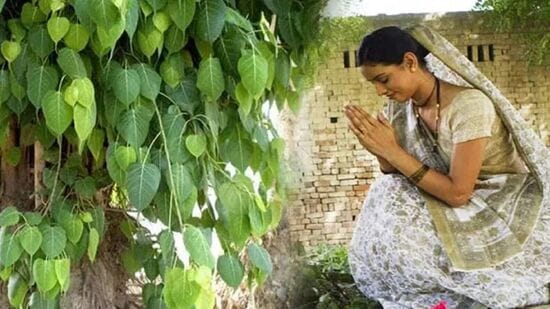 సోమవతి అమావాస్య నాడు, రావి చెట్టుకు నీరు సమర్పించి, సాయంత్రం అక్కడ నూనె దీపం వెలిగించాలి. రావి వృక్షం కింద కూర్చుని పితృసూక్తాన్ని పఠించండి. దీంతో పూర్వీకులు సంతోషిస్తారు. పేదరికం నిర్మూలించబడుతుంది.