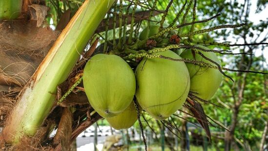 కొబ్బరి నీటి ప్రయోజనాలు