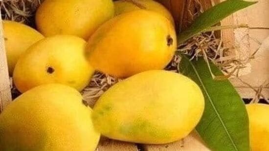 మామిడి పండ్లలో చాలా రకాలు ఉన్నాయి. ఒక్కోదానికి ఒక్కో ప్రత్యేకత ఉంది. తక్కువ దిగుబడినిచ్చే సింధీ రకం మామిడి పండ్లు బెంగళూరు మార్కెట్లలో అమ్ముడయ్యాయి. ధర వింటే షాక్ అవుతారు.