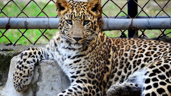 చిరుతతో పాటు రెండు పిల్లలు ఉన్నట్లు ఎయిర్ పోర్టు సీసీ కెమెరాలో రికార్డు అయ్యింది. దీంతో ఎయిర్ పోర్టు సిబ్బంది అటవీశాఖ అధికారులకు సమాచారం అందించారు. అటవీ శాఖ అధికారులు చిరుత కోసం గాలిస్తున్నారు. చిరుతతో పాటు రెండు పిల్లలు ఉన్నట్లు ఎయిర్ పోర్టు సీసీ కెమెరాలో రికార్డు అయ్యింది. దీంతో ఎయిర్ పోర్టు సిబ్బంది అటవీశాఖ అధికారులకు సమాచారం అందించారు. అటవీ శాఖ అధికారులు చిరుత కోసం గాలిస్తున్నారు. 