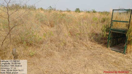 చిరుత కదలికలను తెలుసుకునేందుకు అటవీ శాఖ అధికారులు ట్రాప్ కెమెరాలు, బోన్ లు ఏర్పాటు చేశారు. గతంలో ఒకసారి శంషాబాద్ ఎయిర్ పోర్టు పరిసరాల్లో చిరుత కలకలం రేపింది. తాజాగా ఇప్పుడు మరోసారి చిరుత సంచారాన్ని గుర్తించారు. చిరుత కదలికలను తెలుసుకునేందుకు అటవీ శాఖ అధికారులు ట్రాప్ కెమెరాలు, బోన్ లు ఏర్పాటు చేశారు. గతంలో ఒకసారి శంషాబాద్ ఎయిర్ పోర్టు పరిసరాల్లో చిరుత కలకలం రేపింది. తాజాగా ఇప్పుడు మరోసారి చిరుత సంచారాన్ని గుర్తించారు. 