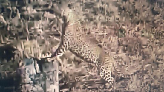 చిరుత శంషాబాద్ ఎయిర్ పోర్ట్ ప్రహరీ గోడ దూకుతుండగా ఫెన్సింగ్ వైర్లు తగలడంతో కంట్రోల్ రూమ్ లో అలారం మోగింది. దీంతో కంట్రోల్ రూమ్ సెక్యూరిటీ అప్రమత్తమయ్యారు. ఎయిర్ పోర్టు సీసీ కెమెరాలను పరిశీలించగా చిరుత సంచరించినట్లు గుర్తించారు. చిరుత శంషాబాద్ ఎయిర్ పోర్ట్ ప్రహరీ గోడ దూకుతుండగా ఫెన్సింగ్ వైర్లు తగలడంతో కంట్రోల్ రూమ్ లో అలారం మోగింది. దీంతో కంట్రోల్ రూమ్ సెక్యూరిటీ అప్రమత్తమయ్యారు. ఎయిర్ పోర్టు సీసీ కెమెరాలను పరిశీలించగా చిరుత సంచరించినట్లు గుర్తించారు. 