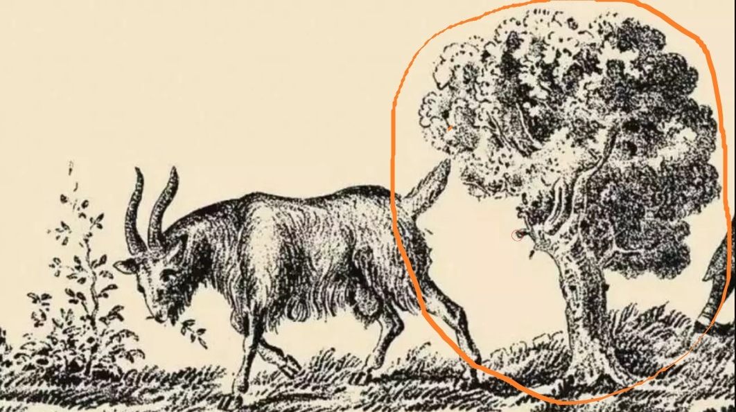 మేక తోక భాగం నుంచి చెట్టు వరకు ఉన్న ఆకారాన్ని గమనించండి. 