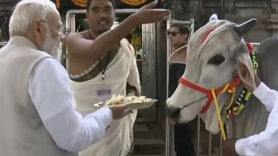 కోడె మొక్కులు చెల్లిస్తున్న ప్రధాని మోదీ