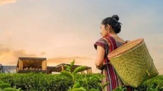 డార్జిలింగ్ : హిల్స్ రాణిగా పిలువబడే అందమైన నగరం డార్జిలింగ్. మినీ ట్రెక్కింగ్ నుండి సూర్యోదయ దృశ్యాల వరకు చాలా బాగుంటుంది. సుందరమైన సరస్సులు మిమ్మల్ని, పిల్లలను ఎంతగానో సంతోషపరుస్తాయి.