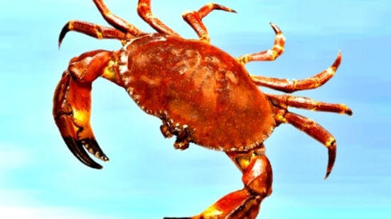 కర్కాటకం : త్రికోణ రాజ యోగం అదృష్టాన్ని ఇస్తుంది. డబ్బుకు సంబంధించిన సమస్యలన్నీ తగ్గుతాయి. ధన ప్రవాహం పెరుగుతుంది. అప్పుల వల్ల కలిగే సమస్యలన్నీ తగ్గుతాయి. కుటుంబంలో సంతోషం ఉంటుంది. కొత్త ఆదాయ మార్గాలు పెరుగుతాయి. అనుకోని సమయంలో వ్యాపారంలో మంచి లాభాలు ఉంటాయి. వ్యాపారంలో మంచి పురోగతి ఉంటుంది. కర్కాటకం : త్రికోణ రాజ యోగం అదృష్టాన్ని ఇస్తుంది. డబ్బుకు సంబంధించిన సమస్యలన్నీ తగ్గుతాయి. ధన ప్రవాహం పెరుగుతుంది. అప్పుల వల్ల కలిగే సమస్యలన్నీ తగ్గుతాయి. కుటుంబంలో సంతోషం ఉంటుంది. కొత్త ఆదాయ మార్గాలు పెరుగుతాయి. అనుకోని సమయంలో వ్యాపారంలో మంచి లాభాలు ఉంటాయి. వ్యాపారంలో మంచి పురోగతి ఉంటుంది.