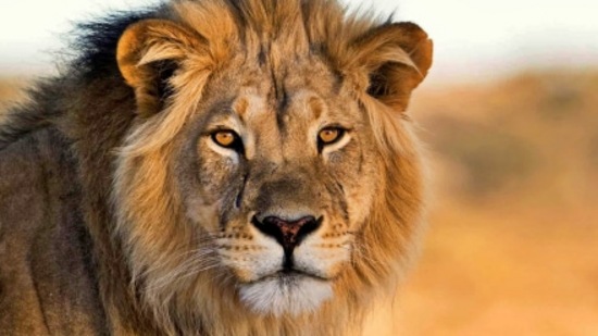 సింహం: కేంద్ర త్రికోణ రాజయోగం మీకు అనేక విజయాలను తెచ్చిపెడుతుంది. కష్టపడి పనిచేయడం వల్ల మంచి ఫలితాలు వస్తాయి. పనిచేసే చోట మంచి ప్రశంసలు పొందుతారు. పనిచేసే చోట ప్రమోషన్, జీతభత్యాలు పెరుగుతాయి. కుటుంబంతో తగినంత సమయం గడిపే అవకాశాలు లభిస్తాయి. వైవాహిక జీవితంలో ఆనందం పెరుగుతుంది. సింహం: కేంద్ర త్రికోణ రాజయోగం మీకు అనేక విజయాలను తెచ్చిపెడుతుంది. కష్టపడి పనిచేయడం వల్ల మంచి ఫలితాలు వస్తాయి. పనిచేసే చోట మంచి ప్రశంసలు పొందుతారు. పనిచేసే చోట ప్రమోషన్, జీతభత్యాలు పెరుగుతాయి. కుటుంబంతో తగినంత సమయం గడిపే అవకాశాలు లభిస్తాయి. వైవాహిక జీవితంలో ఆనందం పెరుగుతుంది.