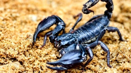 వృశ్చికం : త్రికోణ రాజయోగం మీ రాశిచక్రంలో మంచి ఫలితాలను ఇస్తుంది. అవివాహితులకు త్వరలోనే వివాహం జరుగుతుంది. మీ జీవిత భాగస్వామి నుండి పూర్తి మద్దతు లభిస్తుంది. మీరు అనేక రంగాలలో విజయం సాధిస్తారు. మీరు పనిచేసే చోట మంచి ఫలితాలను పొందుతారు. వృశ్చికం : త్రికోణ రాజయోగం మీ రాశిచక్రంలో మంచి ఫలితాలను ఇస్తుంది. అవివాహితులకు త్వరలోనే వివాహం జరుగుతుంది. మీ జీవిత భాగస్వామి నుండి పూర్తి మద్దతు లభిస్తుంది. మీరు అనేక రంగాలలో విజయం సాధిస్తారు. మీరు పనిచేసే చోట మంచి ఫలితాలను పొందుతారు. 