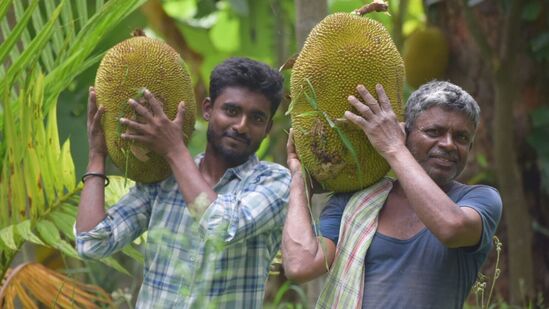 మైసూరు జిల్లాలో పలువురు రైతులు తమ పనస పండ్లను పనస పండుగకు తీసుకువచ్చారు. ఈ పండుగలో ఎన్నో రకాల పనస పండ్లను ప్రదర్శించారు.