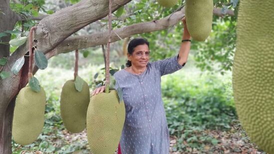 ఎం.కె.కైలాసమూర్తి అనే ప్రసిద్ధ ప్రకృతి రైతు కొల్లేగల్ సమీపంలోని దొడ్డిందువాడిలోని సహజ వ్యవసాయ క్షేత్రంలో 350 పనస చెట్లను నాటారు. అవి దక్షిణ భారతదేశం నుంచి ఎంపిక చేసిన ప్రత్యేక గుణాలున్న జాక్ ఫ్రూట్ రకాలు.&nbsp;&nbsp;