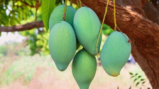Mango