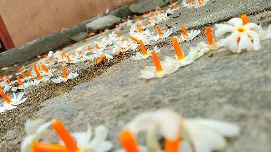 ఇంటికి దక్షిణం వైపున పారిజాతం చెట్లను నాటడం సరికాదని చెబుతారు. ఇలా చేస్తే ఇంట్లో ఆర్థికాభివృద్ధి ఉండదు.&nbsp;