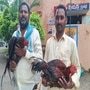 పోలీస్ స్టేషన్ లో పందెం కోళ్ల వేలం పాట, దక్కించుకునేందుకు ఎగబడ్డ జనం పోలీస్ స్టేషన్ లో పందెం కోళ్ల వేలం పాట, దక్కించుకునేందుకు ఎగబడ్డ జనం