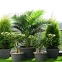 <p>Money Luck Plants: సరైన మొక్కలను సరైన దిశలో, ఇంట్లో సరైన ప్రదేశంలో ఉంచడం వల్ల ఇంట్లో పాజిటివ్ ఎనర్జీ ఉంటుందని చెబుతారు. ఇది మీ జీవితంలో అడ్డంకులను తొలగించి శ్రేయస్సును పెంచుతుందని కూడా భావిస్తారు</p>