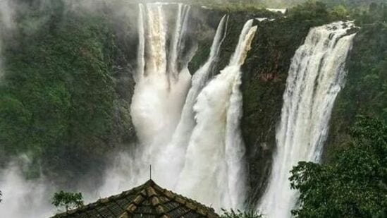 వర్షకాలంలో ఈ జలపాతానికి నీరు అధికంగా వస్తుంది. తాజాగా మల్నాడు ప్రాంతంలో కురుస్తున్న భారీ వర్షాల కారణంగా లింగనమక్కి జలాశయం నుంచి నీటిని విడుదల చేస్తున్నారు. దీంతో జోగ్ జలపాతానికి పూర్వ వైభవం వచ్చింది.