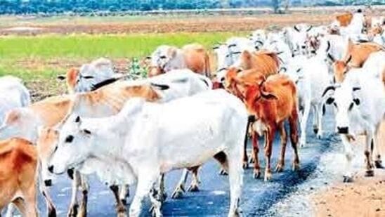 ఆదిలాబాద్ జిల్లాలో పశువుల గణన