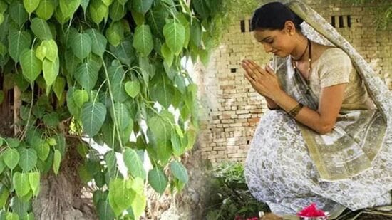పోలాల అమావాస్య రోజున విష్ణువును, అశ్వత్థామ చెట్టును పూజించండి. &nbsp;అశ్వత్థామ చెట్టును 108&nbsp;సార్లు ప్రదక్షిణ చేయాలి. పూజలో&nbsp;108 పండ్లను ఉంచి, ఒక్కో ప్రదక్షిణకు ఒక్కో పండును విడిగా&nbsp;సమర్పించండి. పూజ తర్వాత అన్ని పండ్లను అవసరమైన వారికి దానం చేయండి.