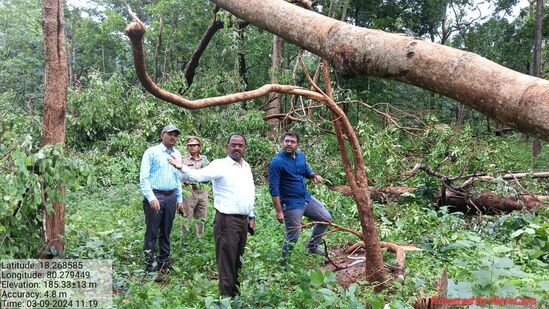 అడవుల్లో నేలకూలిన చెట్లను పరిశీలిస్తున్న అటవీ శాఖ అధికారులు