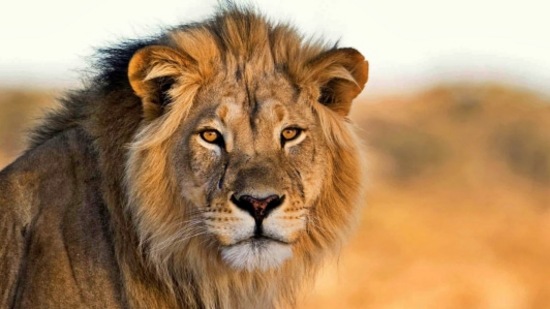 సింహం : బుధుడి సంచారం మీకు అదృష్టాన్ని తెచ్చిపెడుతుంది. కుటుంబ సభ్యుల నుంచి పూర్తి మద్దతు లభిస్తుంది. మీరు పనిచేసే చోట జీతం పెరుగుతుంది.పై అధికారులు మీకు అనుకూలంగా పని చేస్తారు. మంచి అవకాశాలు లభిస్తాయి. వ్యాపారంలో మంచి లాభాలు ఉంటాయి.