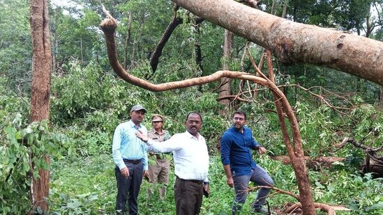 తాడ్వాయి- పస్రా రేంజి పరిధిలో దట్టమైన అడవి ఉంటుంది. గతనెల 31న సాయంత్రం 6 నుంచి 7 గంటల మధ్యలో బలమైన గాలులతో కుండపోత వర్షం కురిసింది. బలమైన గాలుల కారణంగా.. చెట్లు కూలిపోయాయి. దాదాపు 3 కిలో మీటర్ల పొడవు, అర కిలో మీటరు వెడల్పులో అటవీ ప్రాంతానికి భారీ నష్టం వాటిల్లింది.&nbsp;